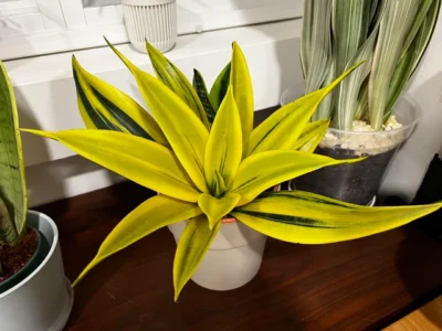 snake plant