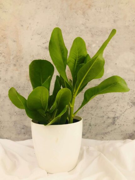 Scaevola taccada