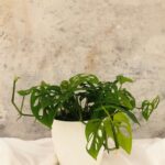 Broken Heart plant