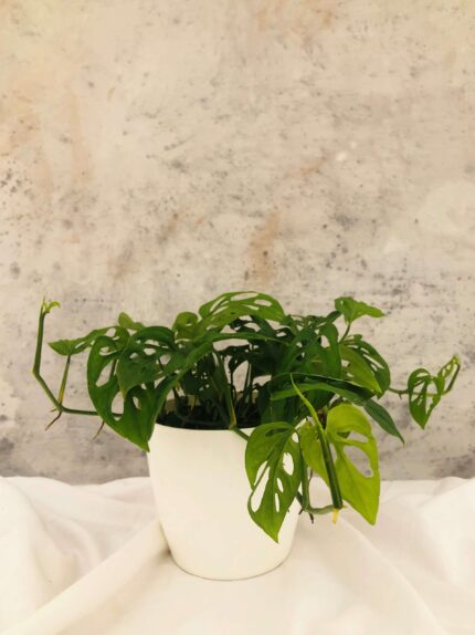 Broken Heart plant