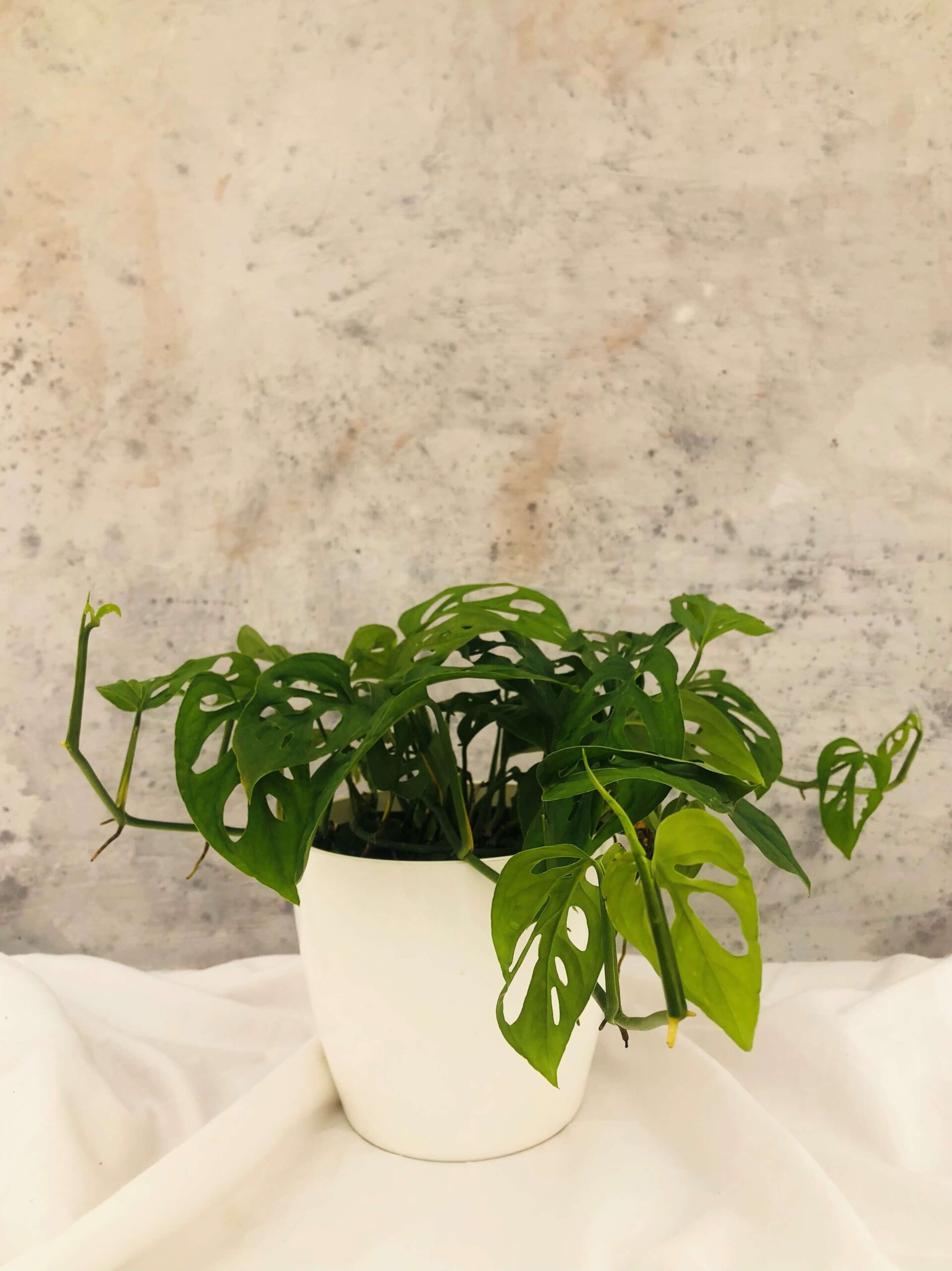 Broken Heart plant
