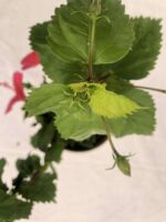 Beautiful Hibiscus Viceroy Plant - Image 2