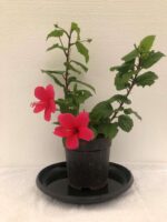 Beautiful Hibiscus Viceroy Plant - Image 3
