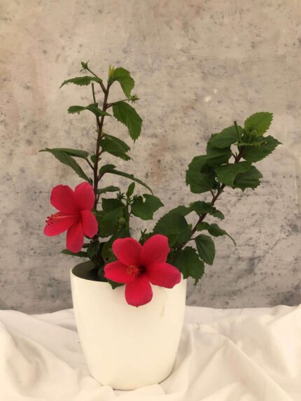 Hibiscus Viceroy