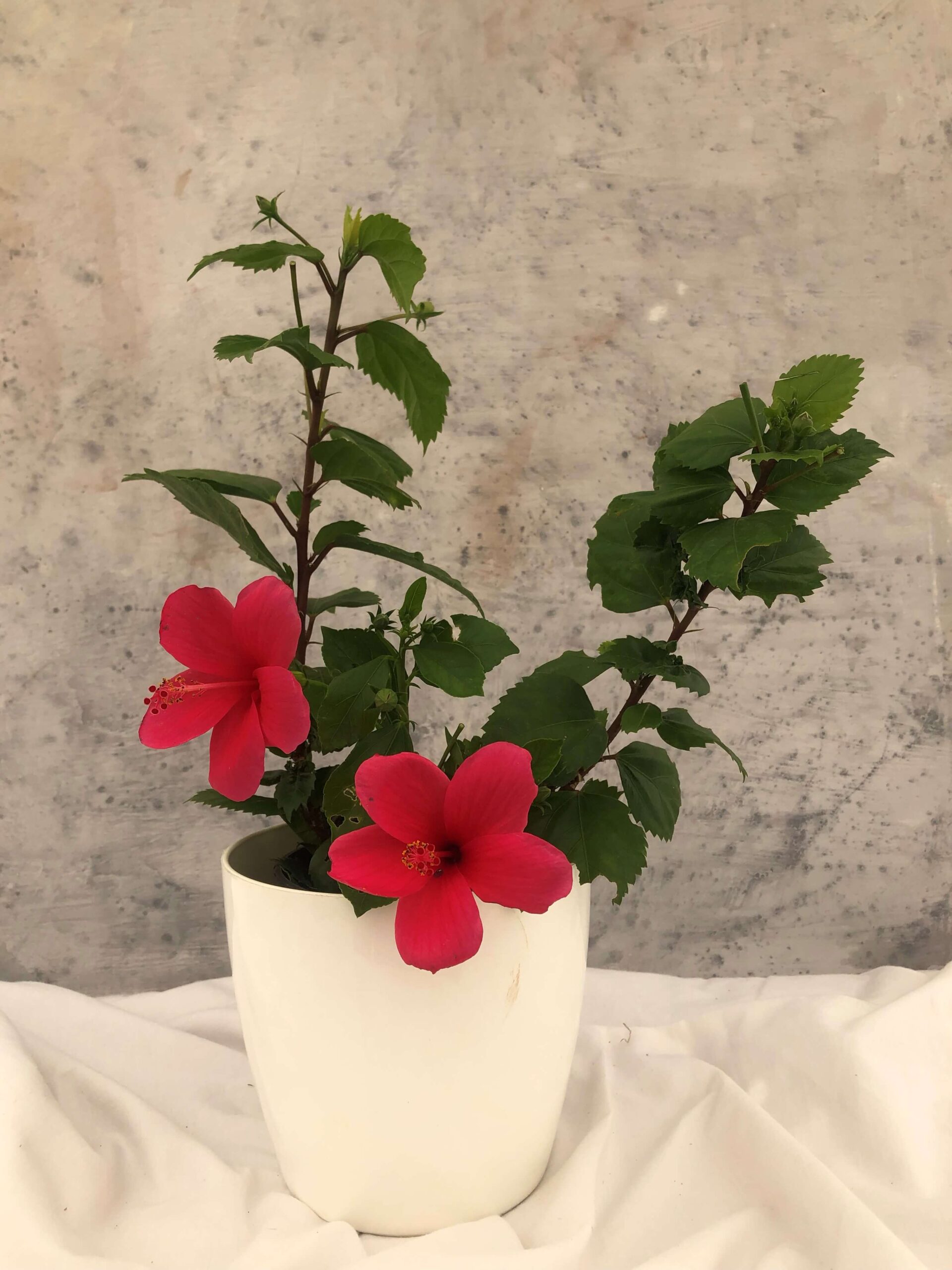 Dwarf Hibiscus Plant 3 Hibiscus Viceroy