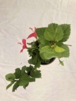Beautiful Hibiscus Viceroy Plant - Image 4