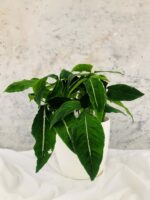 Syngonium wendlandii