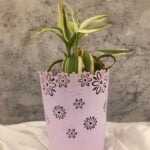 Dracaena sanderiana