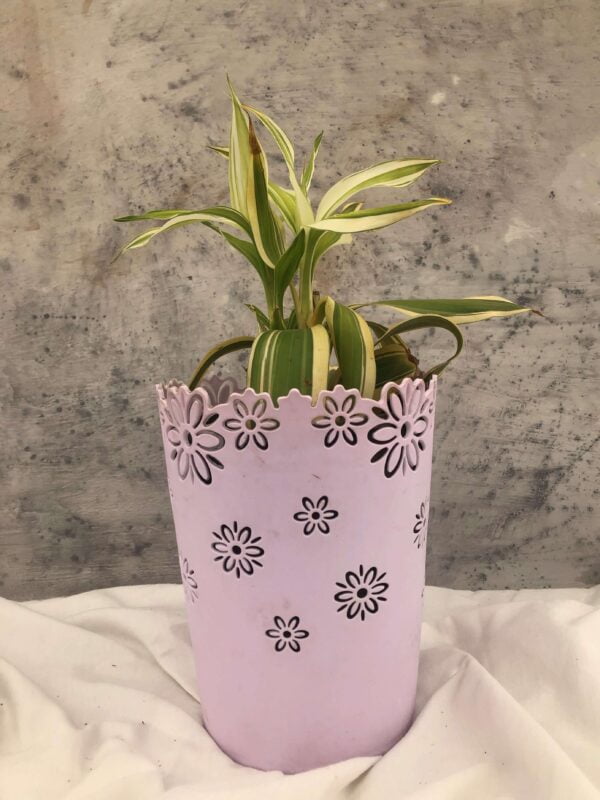Dracaena sanderiana