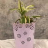 Dracaena sanderiana