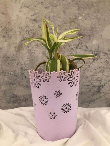 Dracaena sanderiana