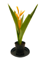 Beautiful Heliconia psittacorum​ - Heliconia Yellow Plant - Image 4