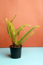 Beautiful Nephrolepis exaltata - Sword fern or Boston fern - Image 4