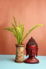 Nephrolepis exaltata