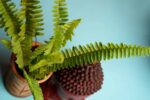 Beautiful Nephrolepis exaltata - Sword fern or Boston fern - Image 2