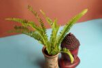 Beautiful Nephrolepis exaltata - Sword fern or Boston fern - Image 3