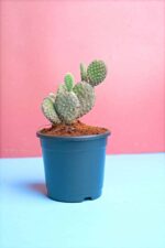 Attractive Opuntia microdasys - Bunny ears cactus - Image 2