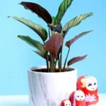 Calathea