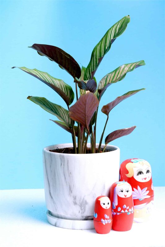 Calathea
