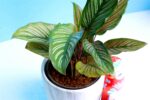 Decorative Awesome Calathea ornata pinstripe ( Pink Stripes) - Image 2