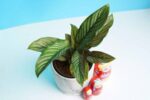Decorative Awesome Calathea ornata pinstripe ( Pink Stripes) - Image 3