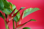 Beautiful Heliconia plant​ : Heliconia stricta 'Jamaica Dwarf' - Image 3