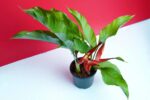 Beautiful Heliconia plant​ : Heliconia stricta 'Jamaica Dwarf' - Image 4