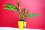 Beautiful Heliconia plant​ : Heliconia stricta 'Jamaica Dwarf' - Image 2