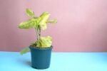 Awesome Red Koduveli - Plumbago indica Plant - Image 3