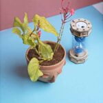 Plumbago indica