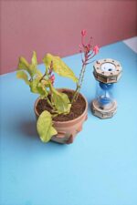 Plumbago indica