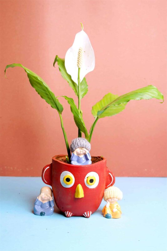 peace lily plant