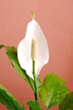 Beautiful Peace lily Plant - Image 2
