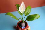 Beautiful Peace lily Plant - Image 3