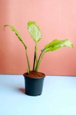 Beautiful Peace lily Plant - Image 4