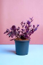 Good Attractive Alternanthera sessilis - Red Ponnganni Spinach Plant - Image 2