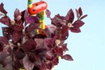 Good Attractive Alternanthera sessilis - Red Ponnganni Spinach Plant - Image 4