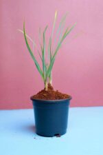 Attractive Tulbaghia violacea - Socitey Garlic Plant - Image 2