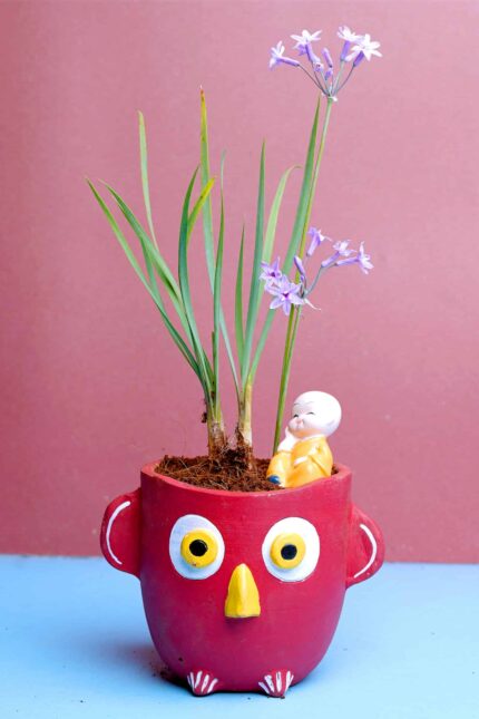 Tulbaghia violacea
