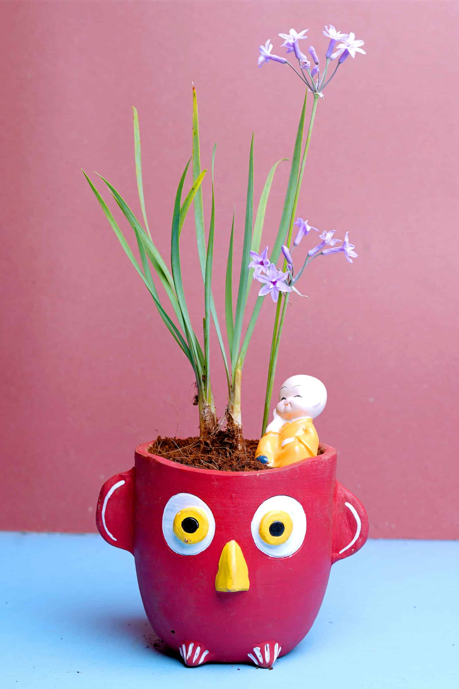 Tulbaghia violacea Tulbaghia violacea