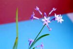 Attractive Tulbaghia violacea - Socitey Garlic Plant - Image 3