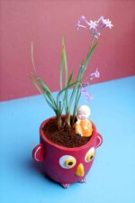 Attractive Tulbaghia violacea - Socitey Garlic Plant - Image 4