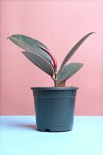 Attractive Ficus elastica​ - Black Rubber Plant - Image 2