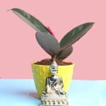Ficus elastica