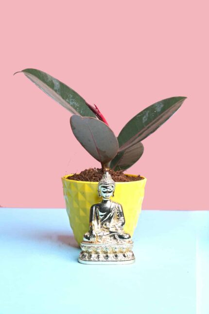 Ficus elastica
