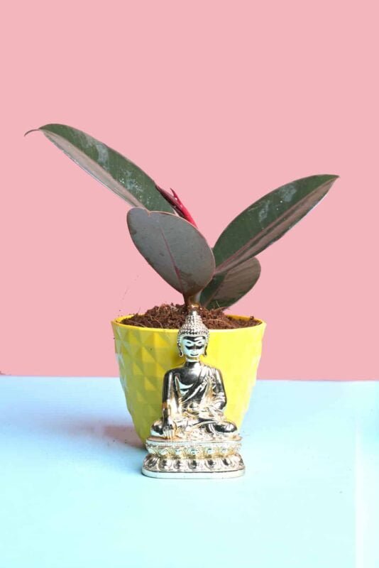 Ficus elastica