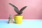 Attractive Ficus elastica​ - Black Rubber Plant - Image 3