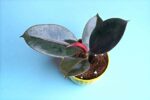 Attractive Ficus elastica​ - Black Rubber Plant - Image 4