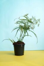 Awesome Cyperus papyrus plant - Image 2