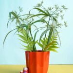 Cyperus papyrus